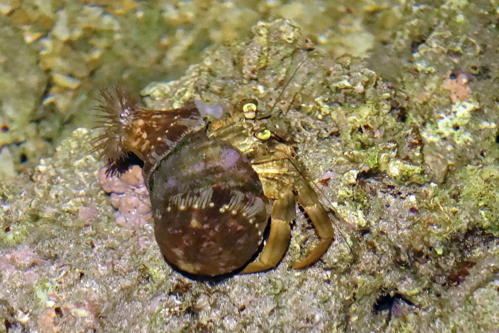 Calliactis polypus