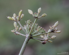 Lomatium nevadense nevadense