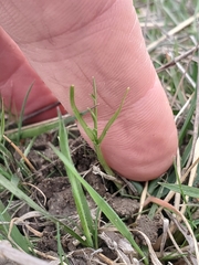 Lomatium bradshawii