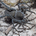 Pardosa saturatior - Photo (c) Felix Riegel, some rights reserved (CC BY-NC), uploaded by Felix Riegel