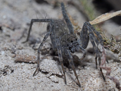 Pardosa saturatior