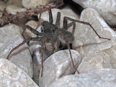 Pardosa saturatior