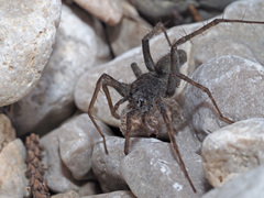 Pardosa saturatior