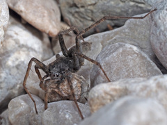 Pardosa saturatior
