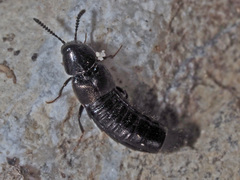 Aleochara bilineata