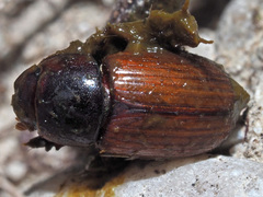 Bodilopsis rufa
