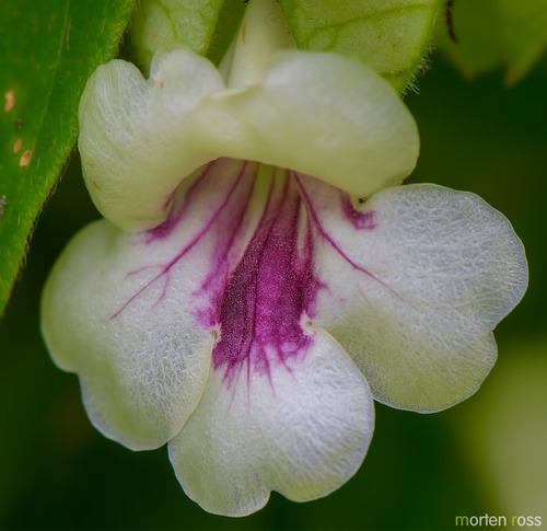 Mendoncia puberula