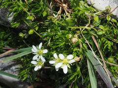 Moehringia ciliata