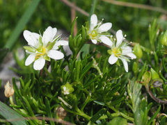 Moehringia ciliata