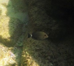 Acanthurus dussumieri