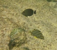 Acanthurus dussumieri