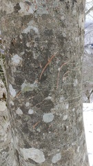 Ursus thibetanus japonicus