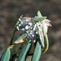 Zygometis xanthogaster