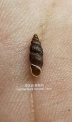 Euphaedusa minatoi
