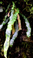 Notogrammitis billardierei