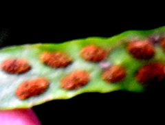 Notogrammitis billardierei