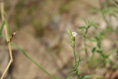 Rostellularia adscendens