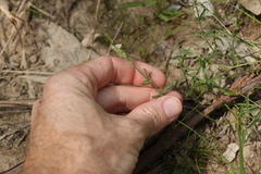 Rostellularia adscendens