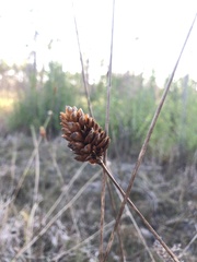 Xyris caroliniana