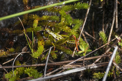 Alpinacris crassicauda