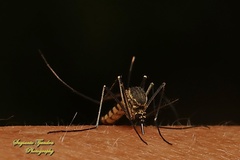 Armigeres subalbatus