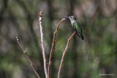 Archilochus colubris