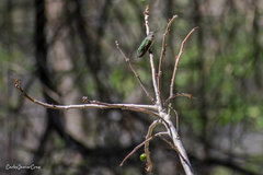 Archilochus colubris