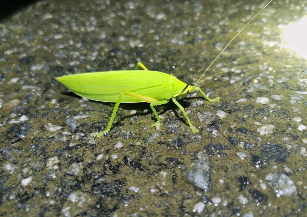 Climacoptera venosa