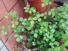 Eleutherococcus trifoliatus