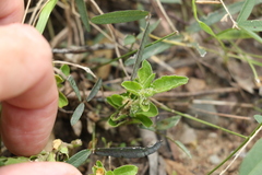 Alternanthera nana