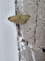 Chlorochlamys appellaria