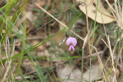 Swainsona brachycarpa