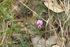 Swainsona brachycarpa