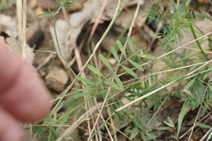 Swainsona brachycarpa