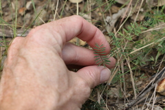 Swainsona brachycarpa