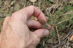 Swainsona brachycarpa