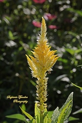 Celosia argentea plumosa