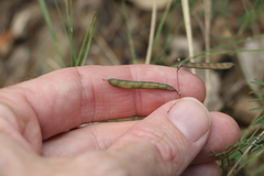 Swainsona brachycarpa