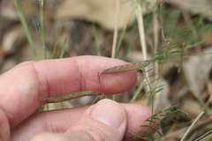 Swainsona brachycarpa