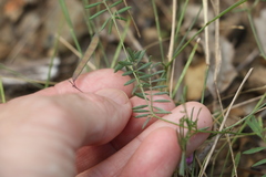 Swainsona brachycarpa