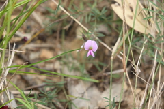 Swainsona brachycarpa