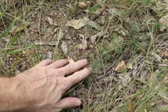 Swainsona brachycarpa