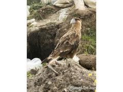 Caracara plancus