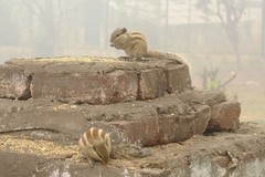 Funambulus pennantii