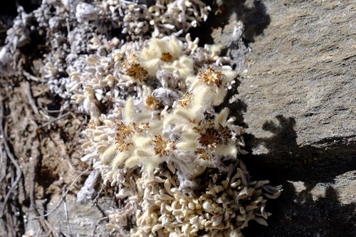 Leontopodium monocephalum, photograph 2