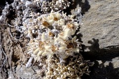 Leontopodium monocephalum, photograph (c) Dominik Maximilián Ramík, some rights reserved (CC BY)