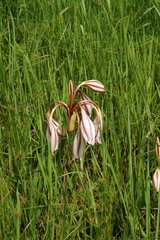 Crinum macowanii image