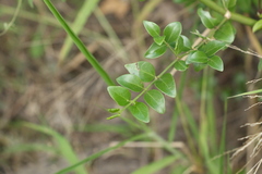 Psydrax odorata buxifolia
