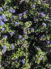 Ceanothus gloriosus gloriosus