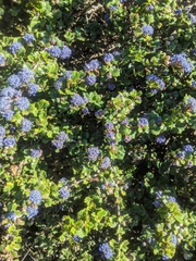 Ceanothus gloriosus gloriosus